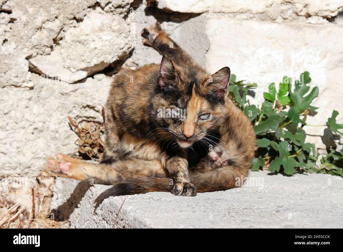 cleaning tortoise shell