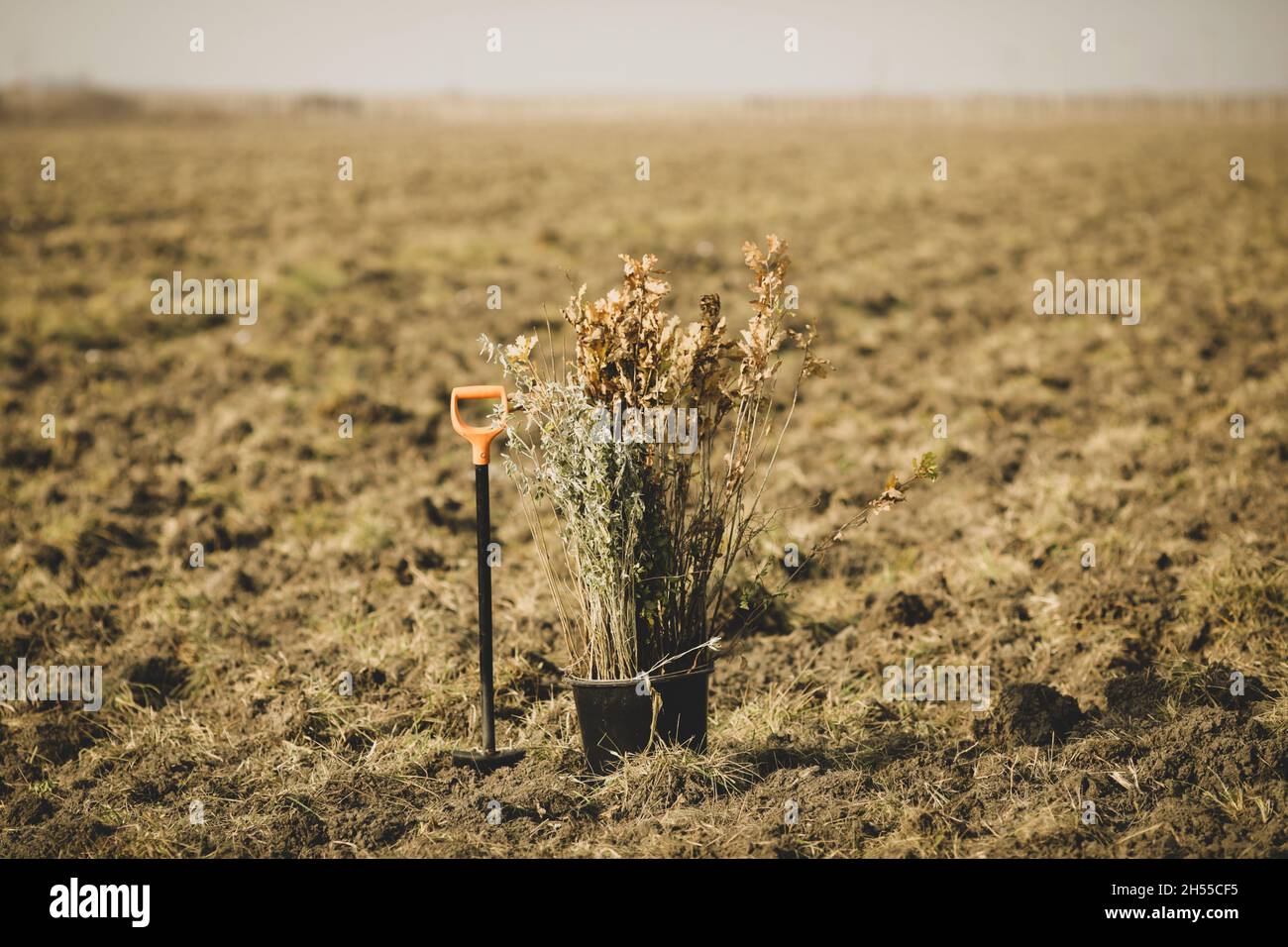 Shallow depth of field (selective focus) image with saplings of various ...