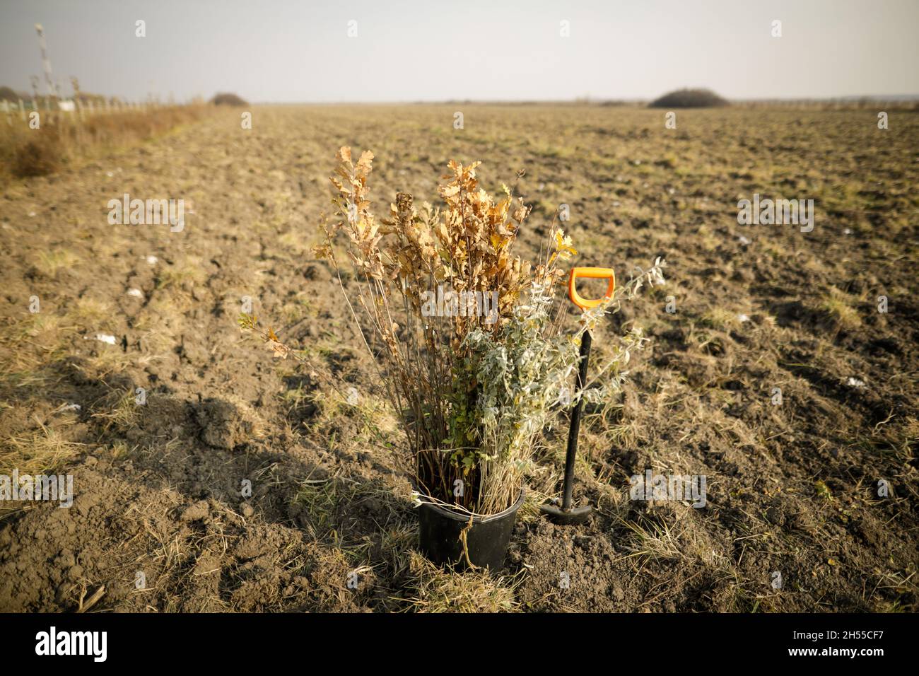 Shallow depth of field (selective focus) image with saplings of various ...