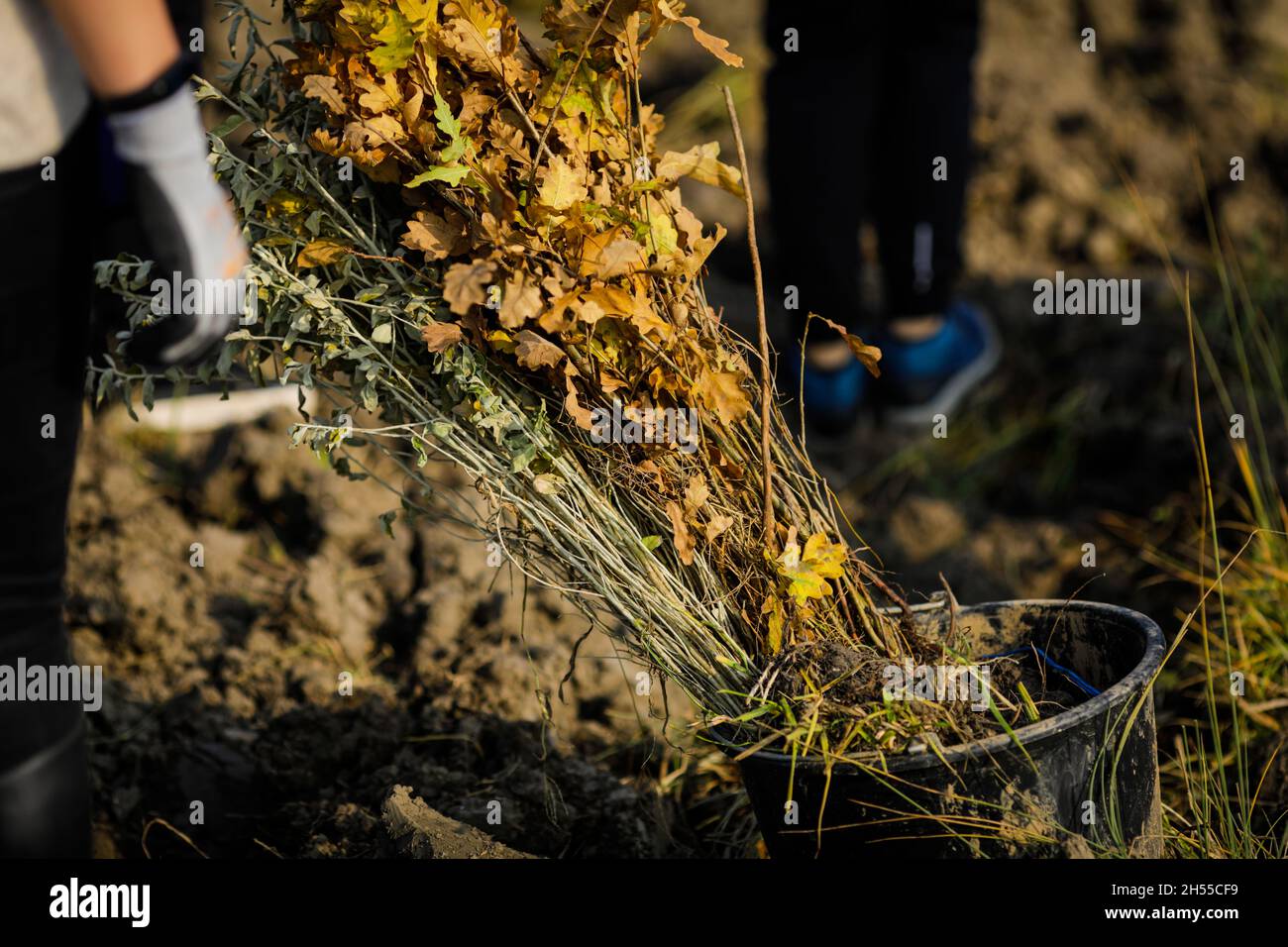 Shallow depth of field (selective focus) image with saplings of various ...
