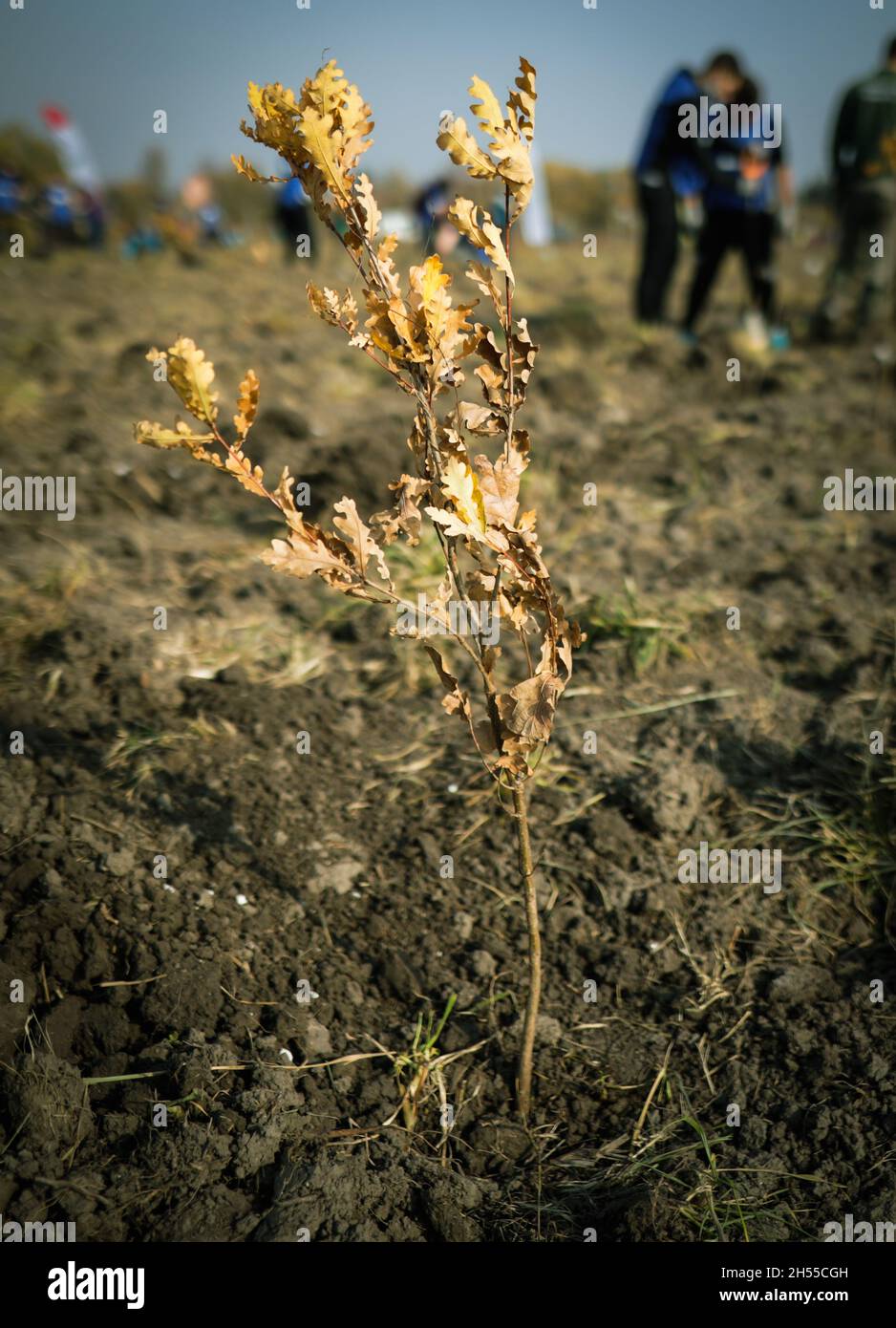 Shallow depth of field (selective focus) image with an oak sapling ...
