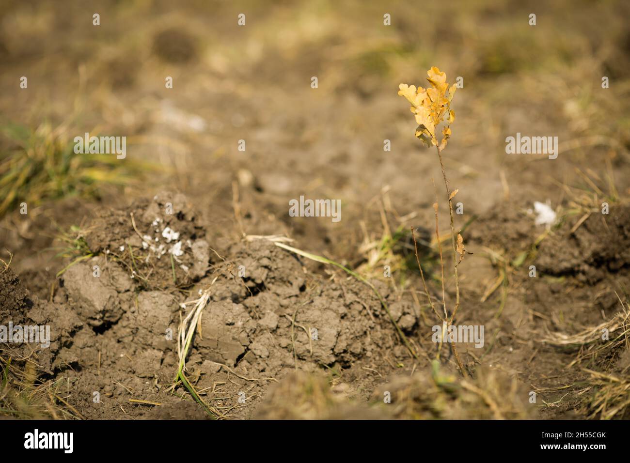 Shallow depth of field (selective focus) image with an oak sapling ...
