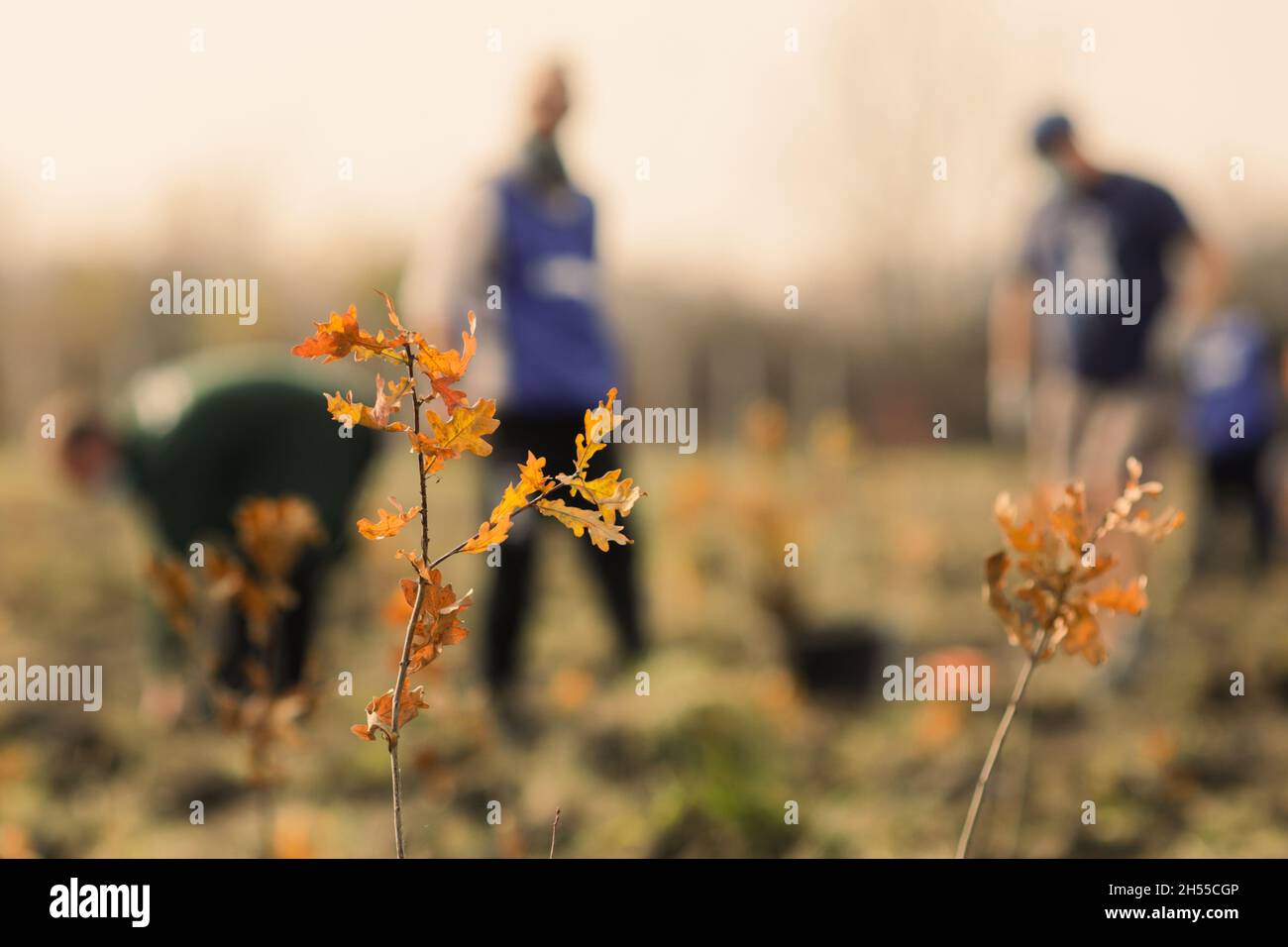 Shallow depth of field (selective focus) image with an oak sapling ...