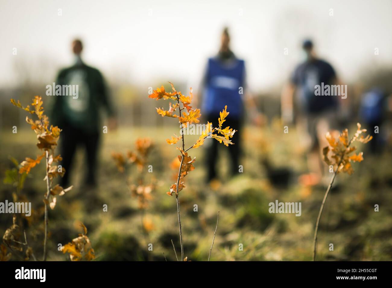 Shallow depth of field (selective focus) image with an oak sapling ...
