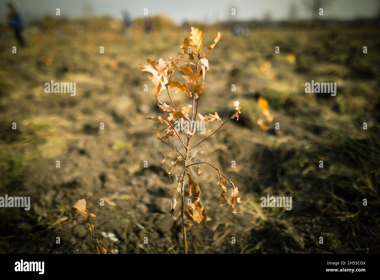 Shallow depth of field (selective focus) image with an oak sapling ...