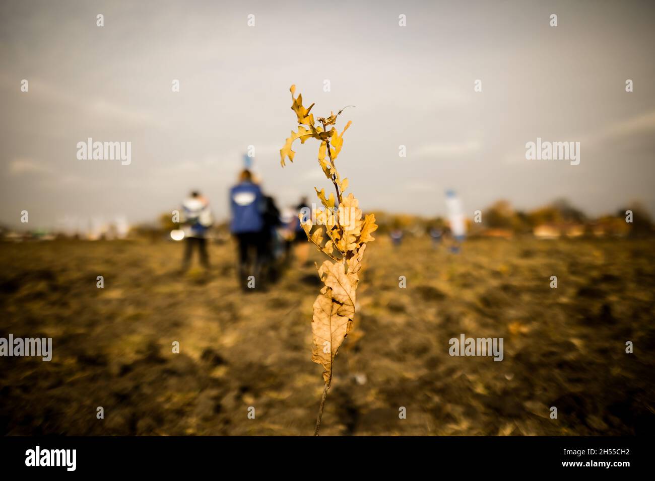 Shallow depth of field (selective focus) image with an oak sapling ...