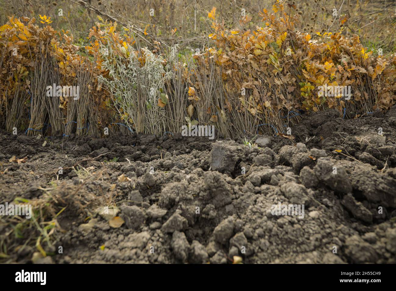 Shallow depth of field (selective focus) image with saplings of various ...