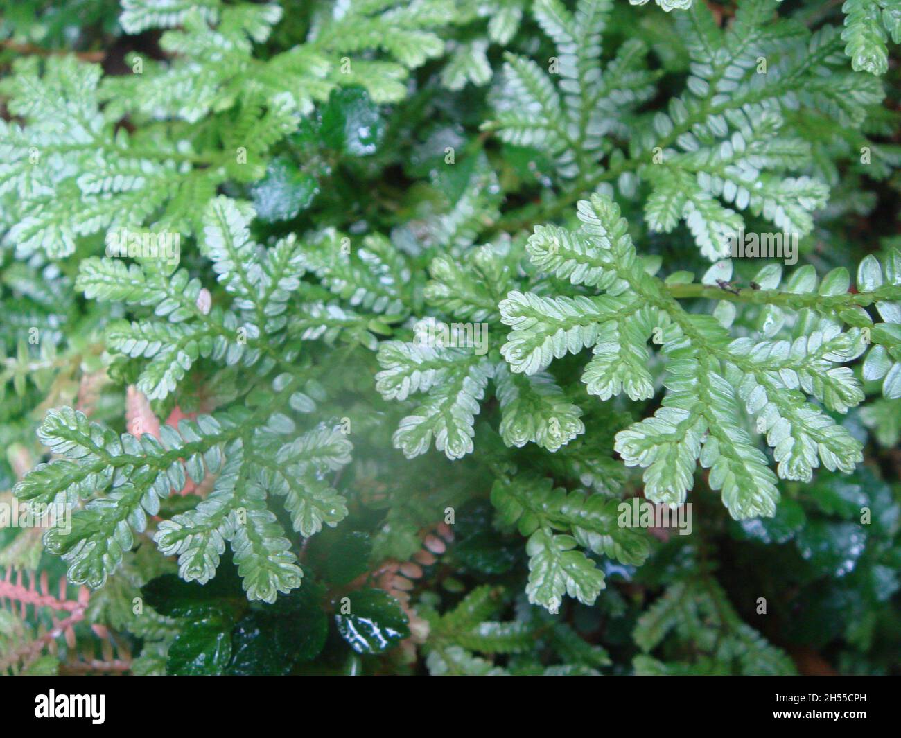 A closeup shot of African clubmoss ( Selaginella Kraussiana) plant leaves in the garden under the sunlight Stock Photo