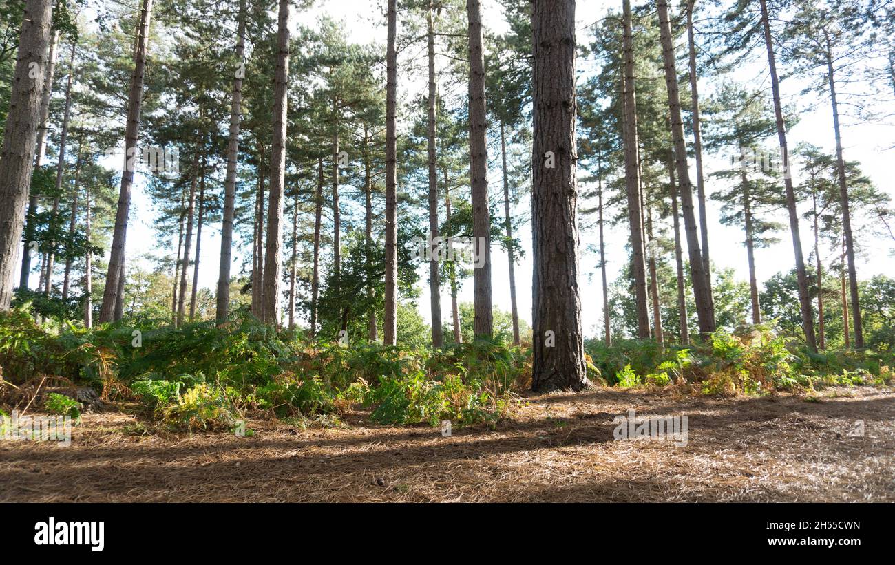 A walk in Chicksands Forest Stock Photo