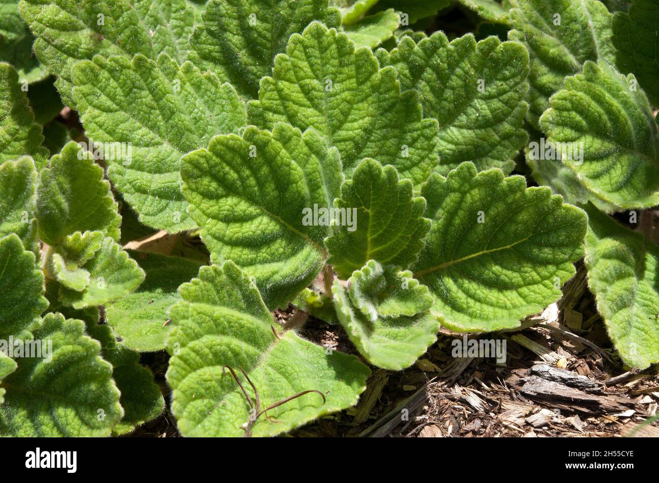Sydney Australia, leaves of a plectranthus hadiensis ground cover in the sunshine Stock Photo