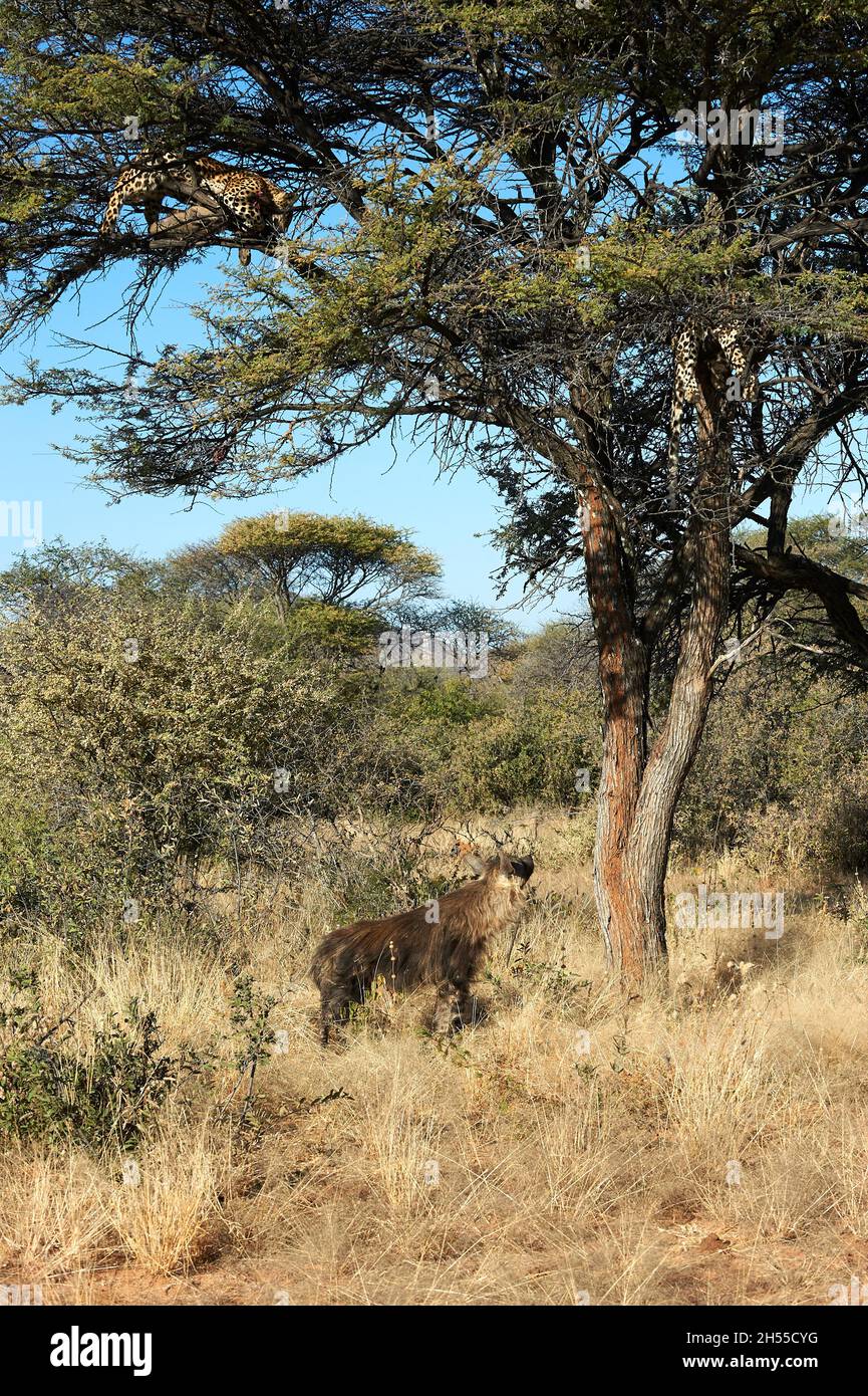 Brown Hyena waits for a Leopard to drop a kill Stock Photo - Alamy