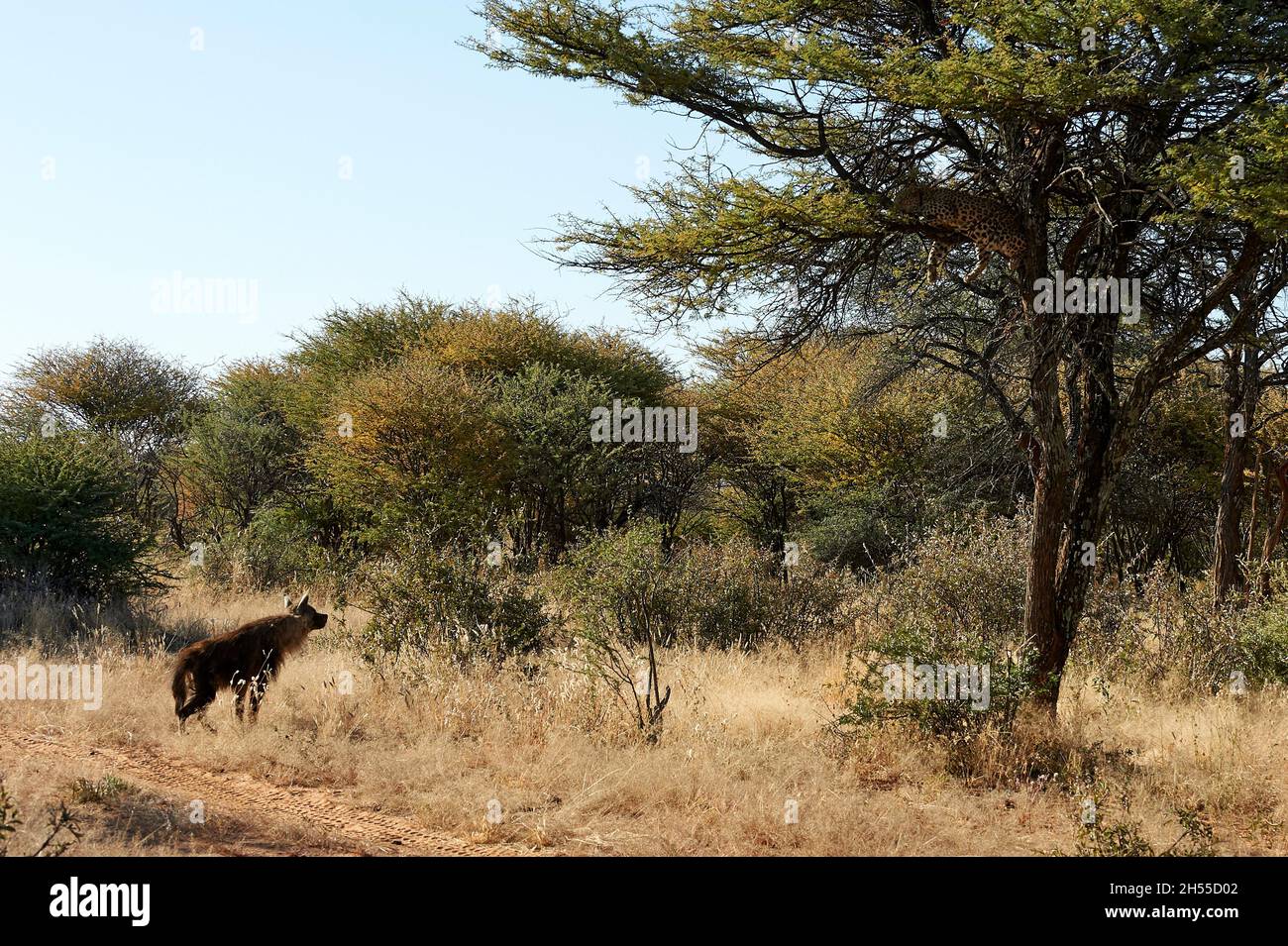 Brown Hyena waits for a Leopard to drop a kill Stock Photo - Alamy