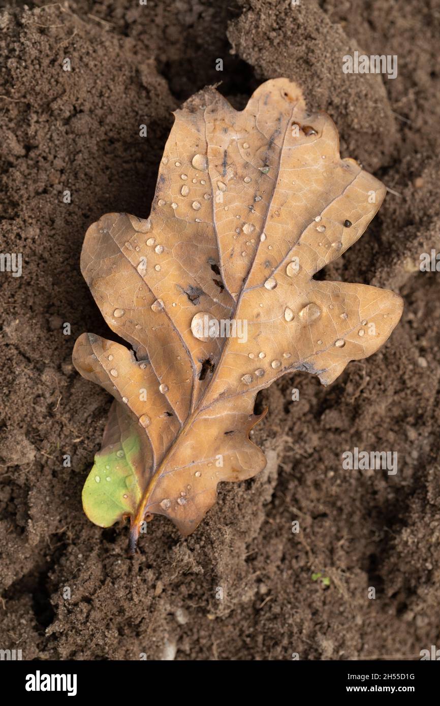English Oak Tree (Quercus robur). Deciduos. October, an autumn, seasonal leaf fall, underside, wrong way up, on the ground. Stock Photo