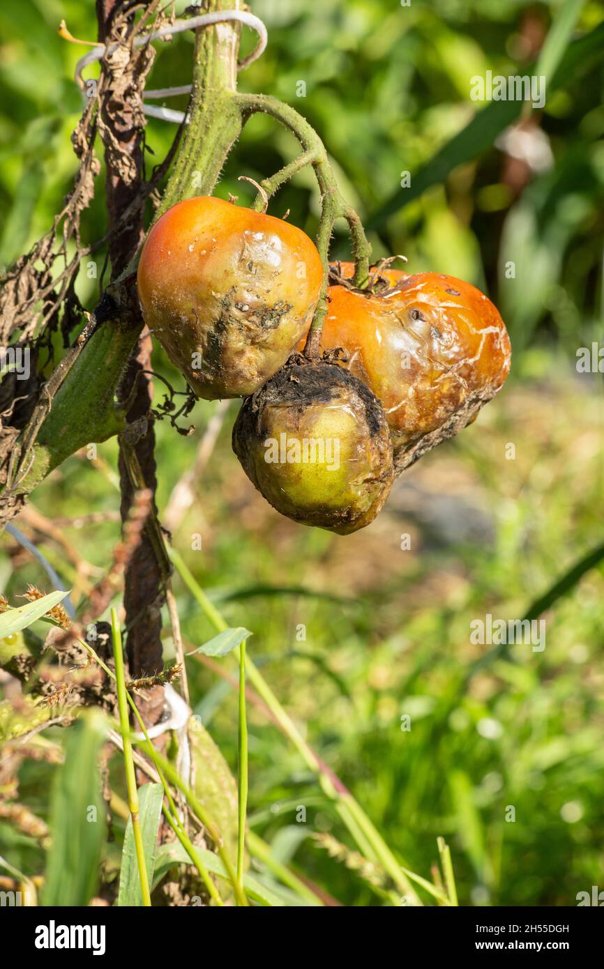 A Vegetables, tomato plant problems and disease, cause of too much rain