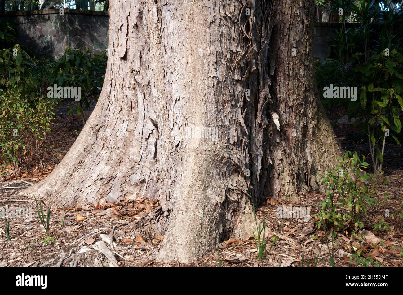 Sydney Australia, tree bark of a heritiera trifoliolata or crowsfoot elm in the sunshine Stock Photo
