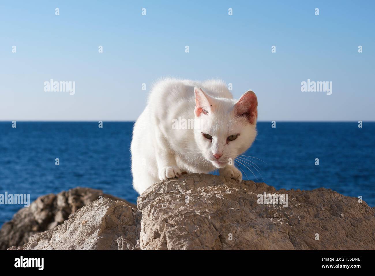 White cat  climbing on rocks adriatic sea in front of old town of Dubrovnik (Dalmatia, Croatia) Stock Photo
