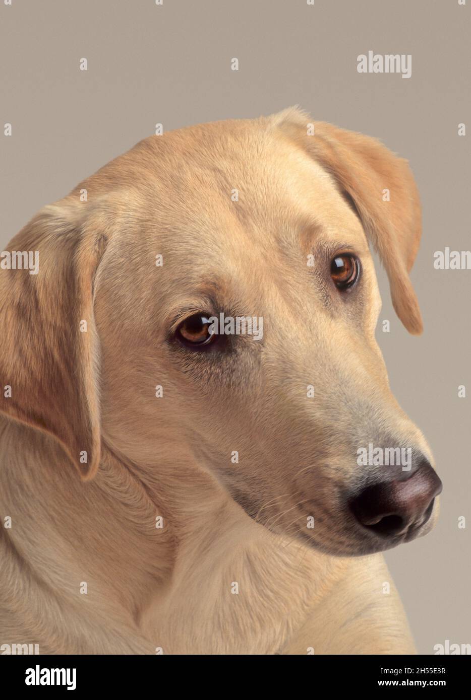 A young labrador retriever Stock Photo Alamy