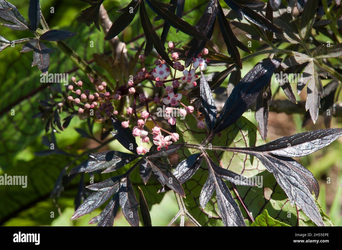 Sydney Australia, stem with buds and pink flowers of a european black elderberry tree Stock