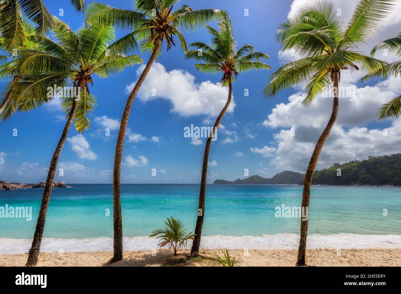 Coco palms on paradise tropical Sunny beach Stock Photo