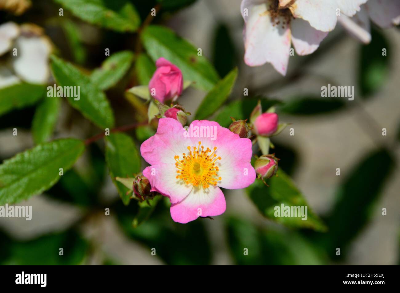 Climbing rose house hi-res stock photography and images - Alamy
