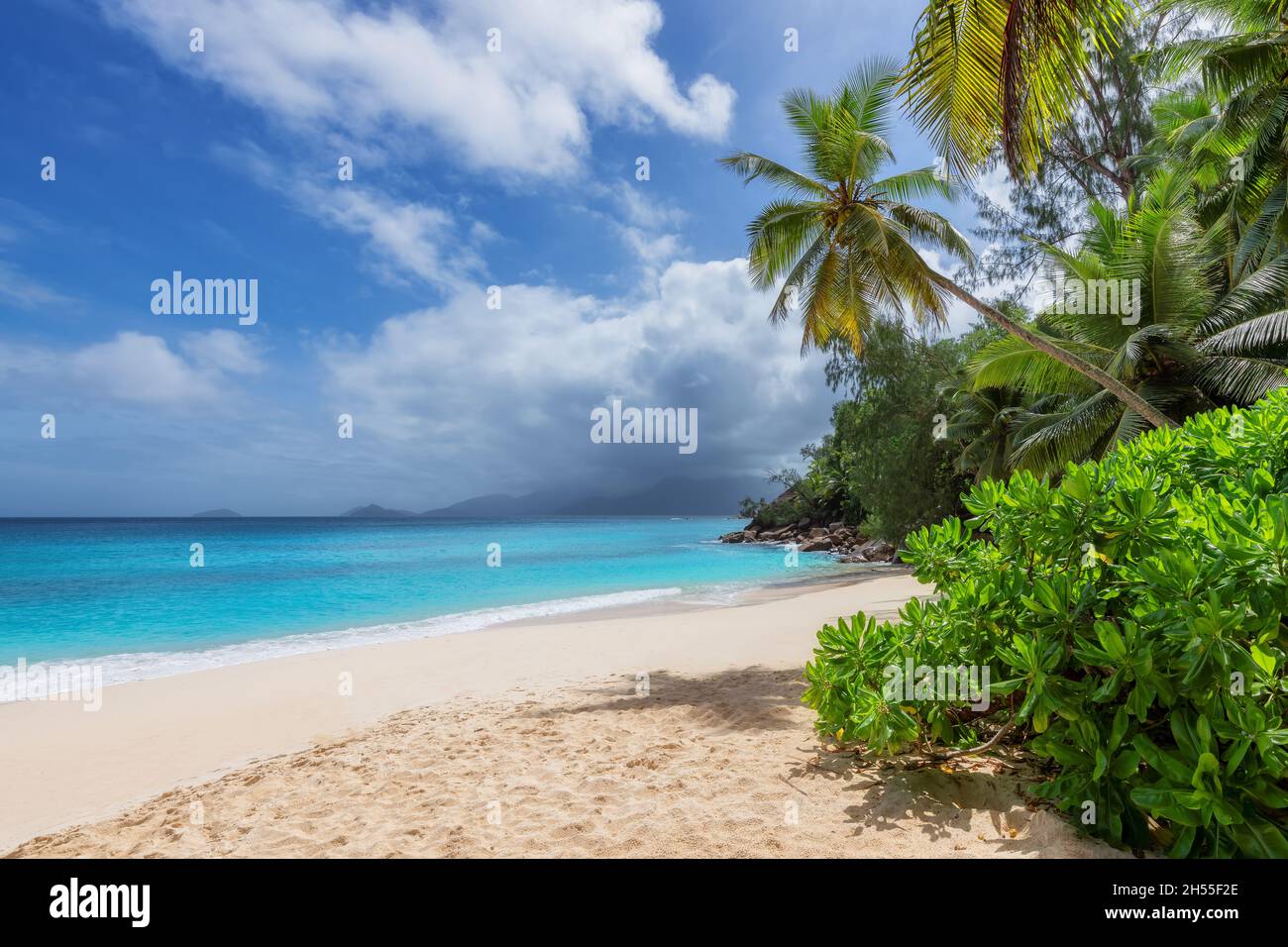 Tropical beach. Palm trees and white sand on Caribbean island Stock Photo