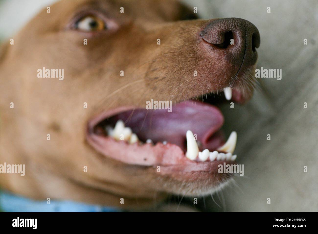 Sharp Puppy Teeth High Resolution Stock Photography and Images - Alamy