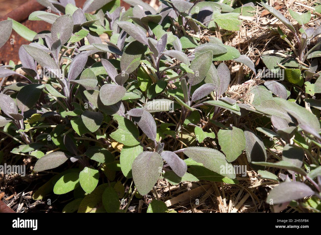 Sydney Australia, leaves of a salvia officinalis 'purpurascens' or