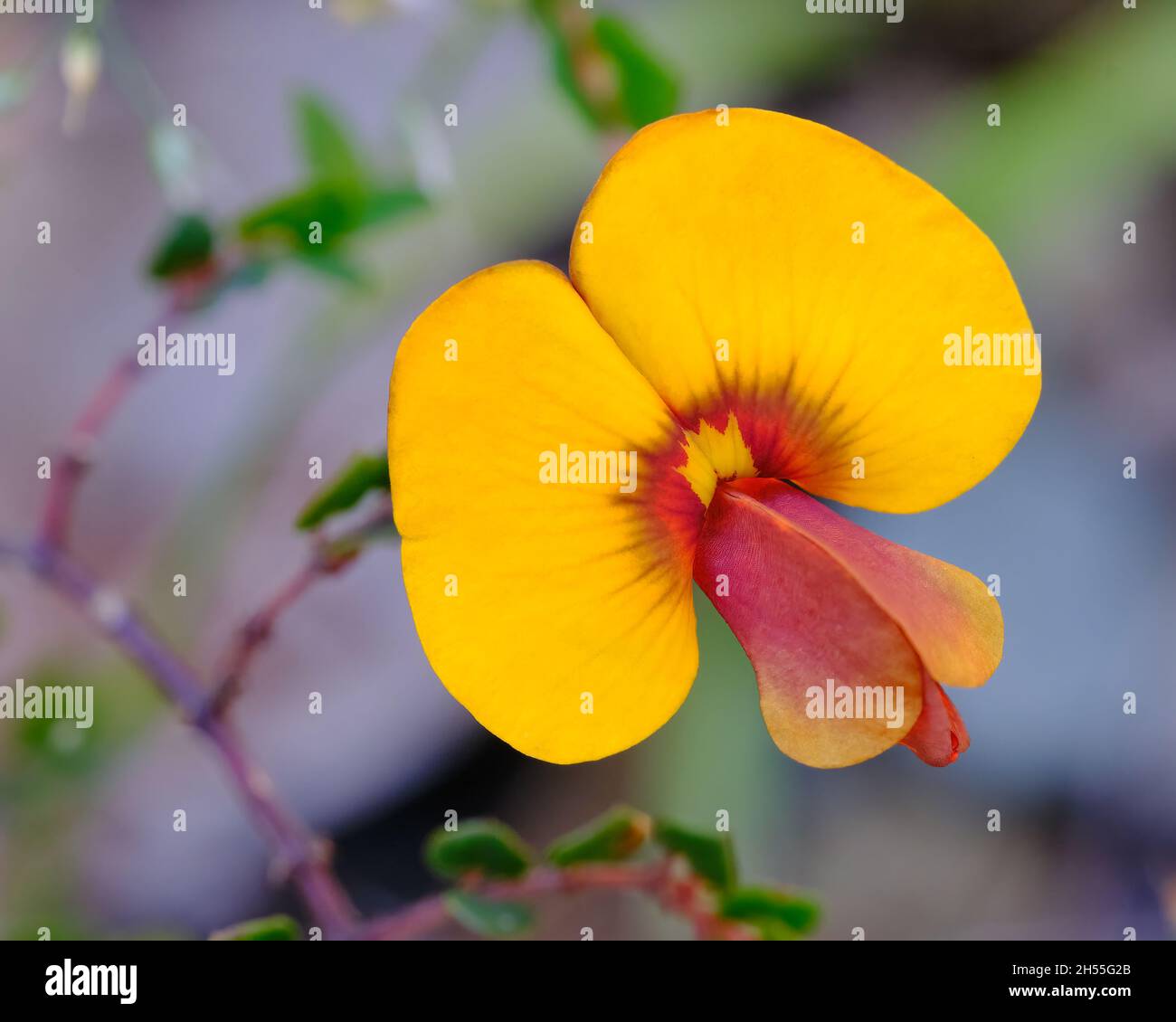 Wiry Bossiaea Flower Stock Photo