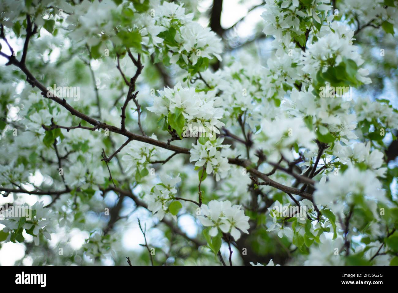 Floral backgrounds. Apple tree in bloom. Stock Photo