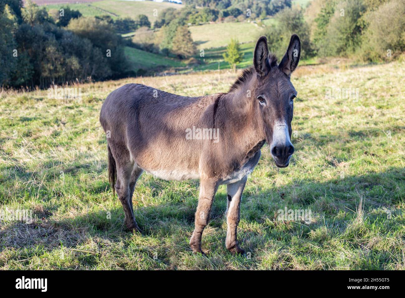 A portrait of a donkey looking at the camera. docile and relaxed animal. calm and confident. Stock Photo