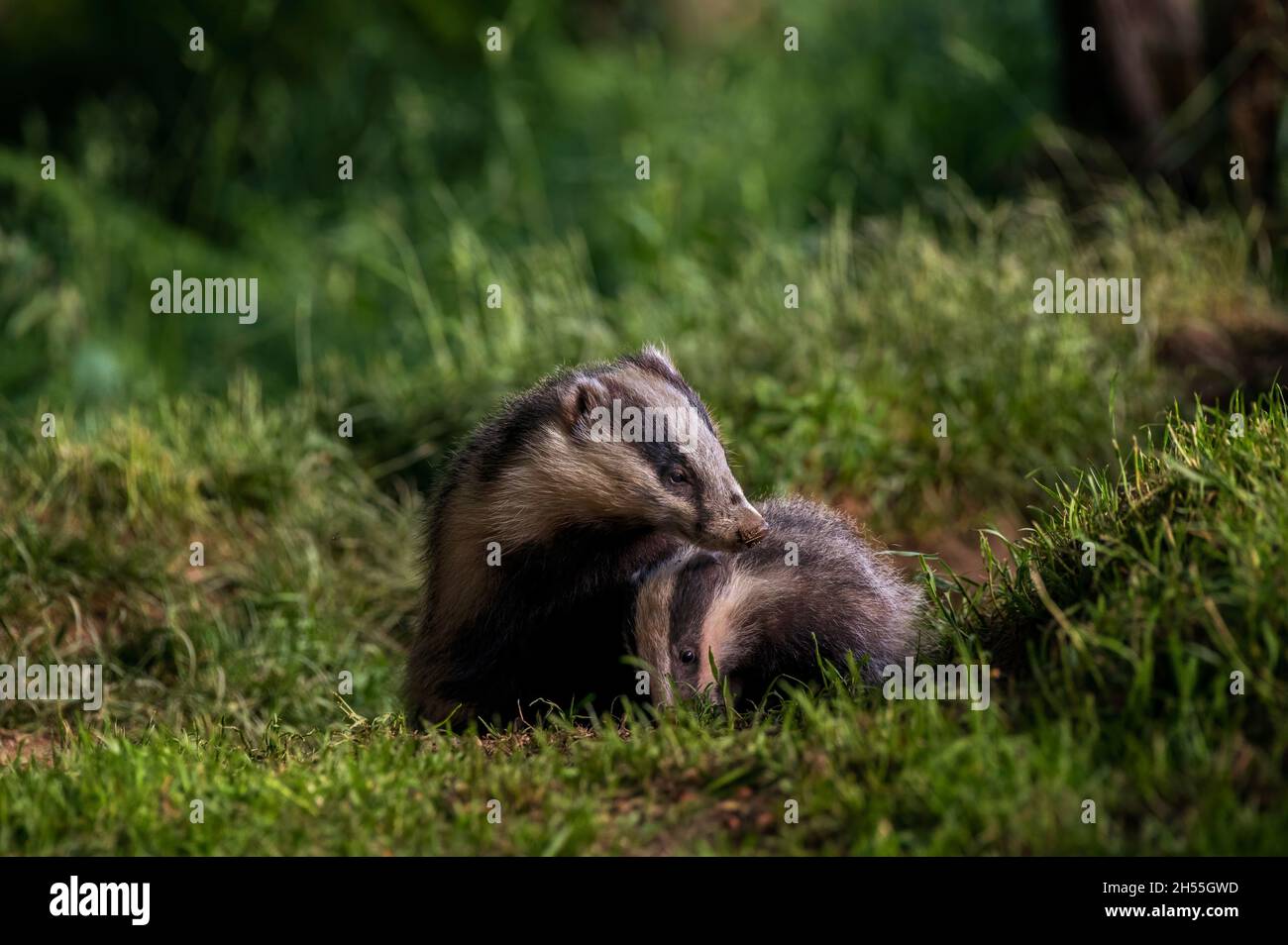 Badger, Meles meles Stock Photo