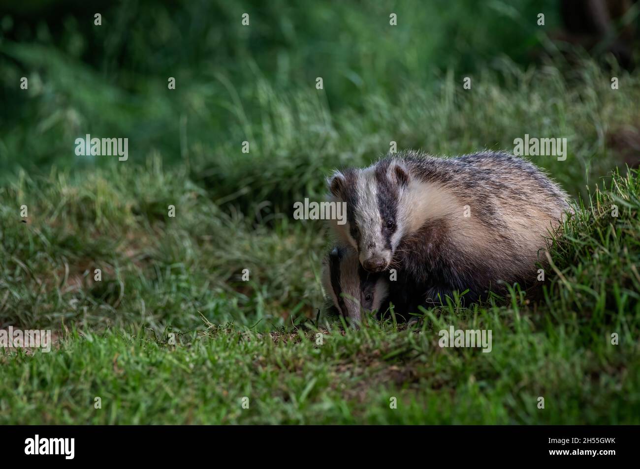 Badger, Meles meles Stock Photo
