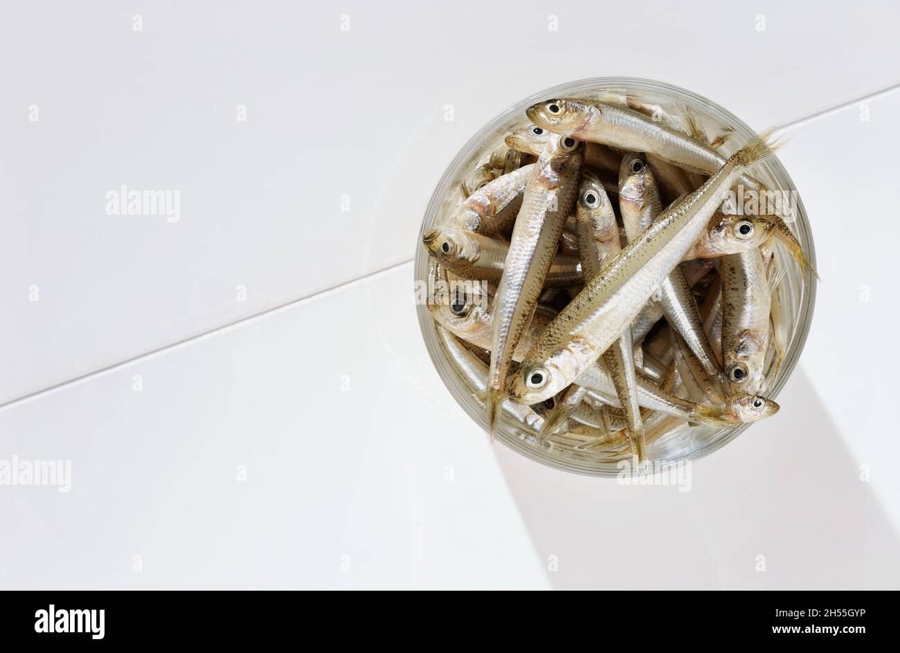 Fish big-scale sand smelt -atherina boyeri- in glass bowl on white background ,small and slender fish Stock Photo
