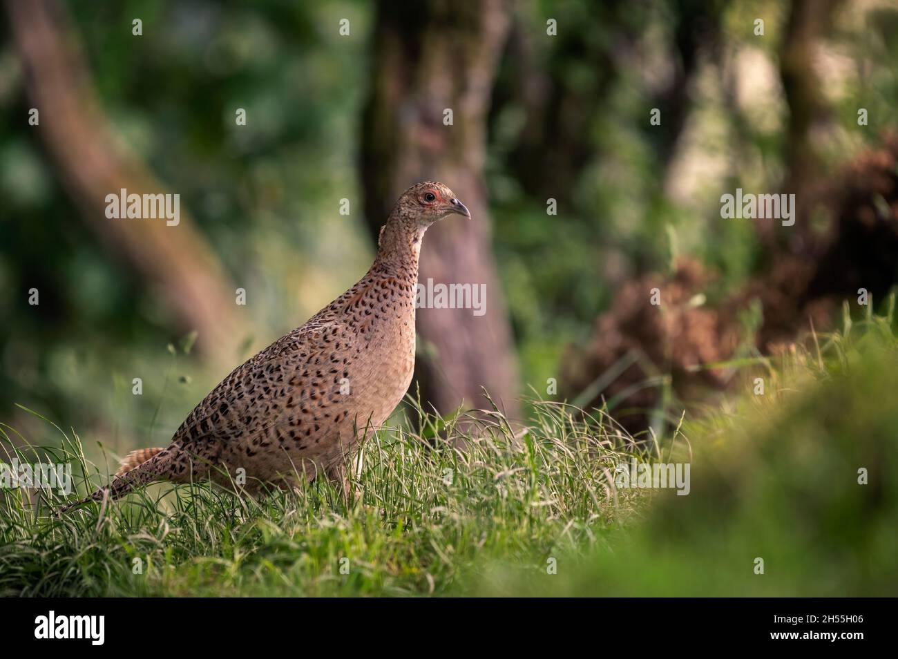 Badger, meles meles Stock Photo