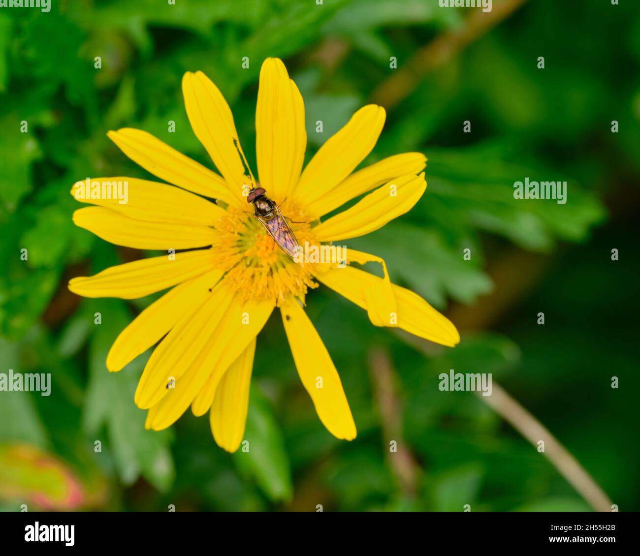 Australian Hoverfly On Daisy Stock Photo