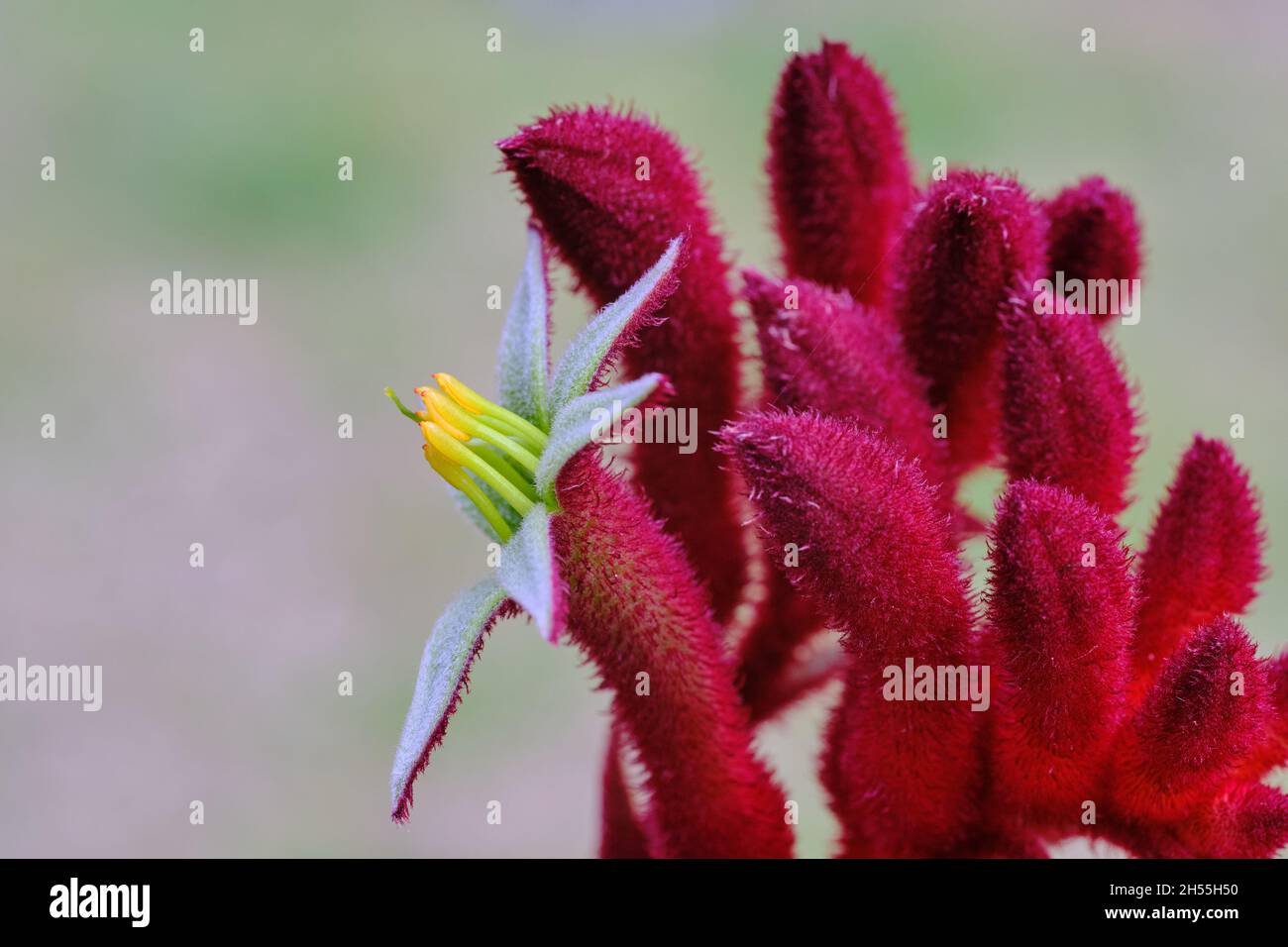 Kangaroo Paw Flower Stock Photo