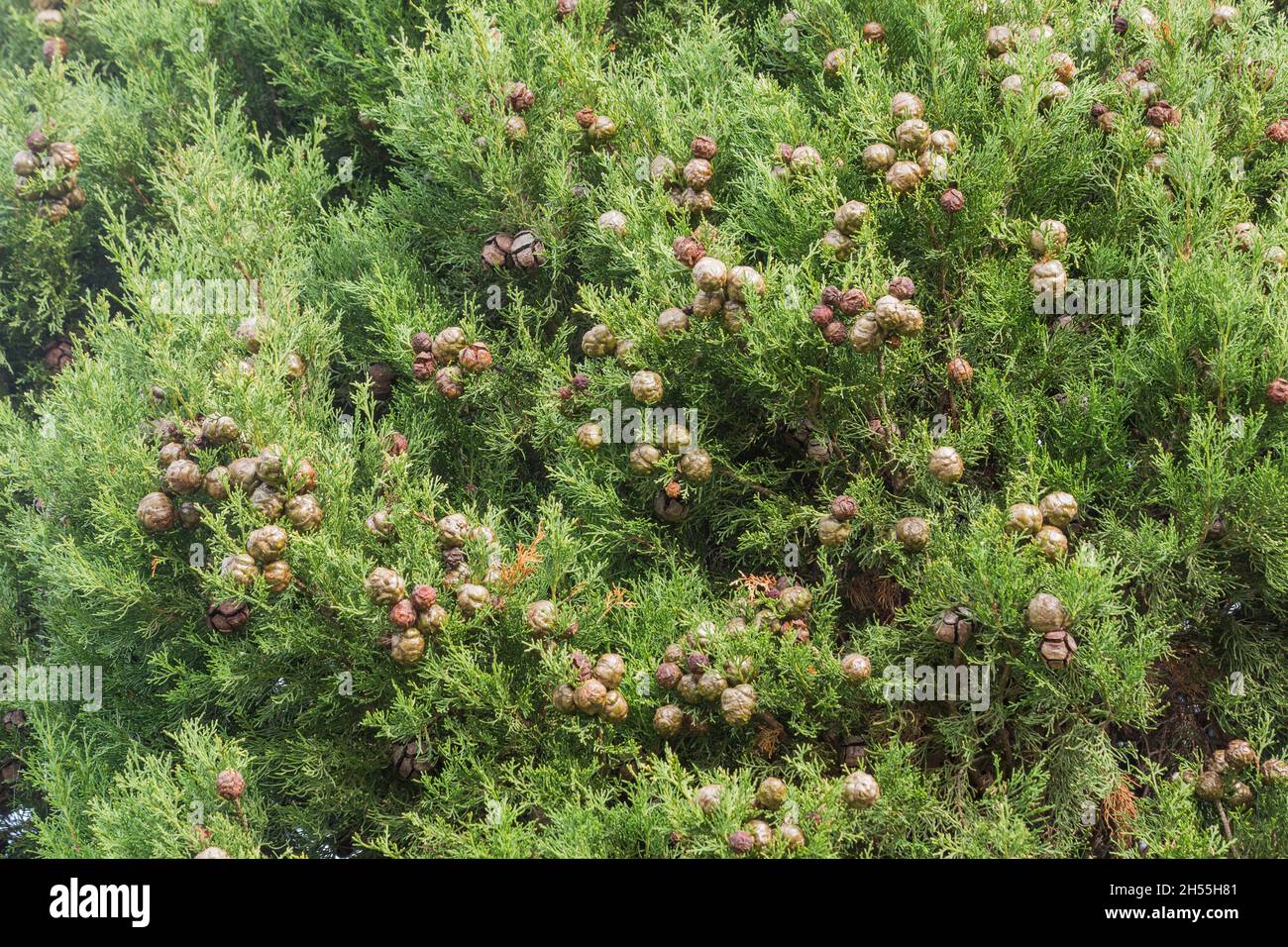 A closed angle of the crown of a Cupressus sempervirens tree with fruit. Cupressaceae, Plantae, Pinopsida, cipres Stock Photo