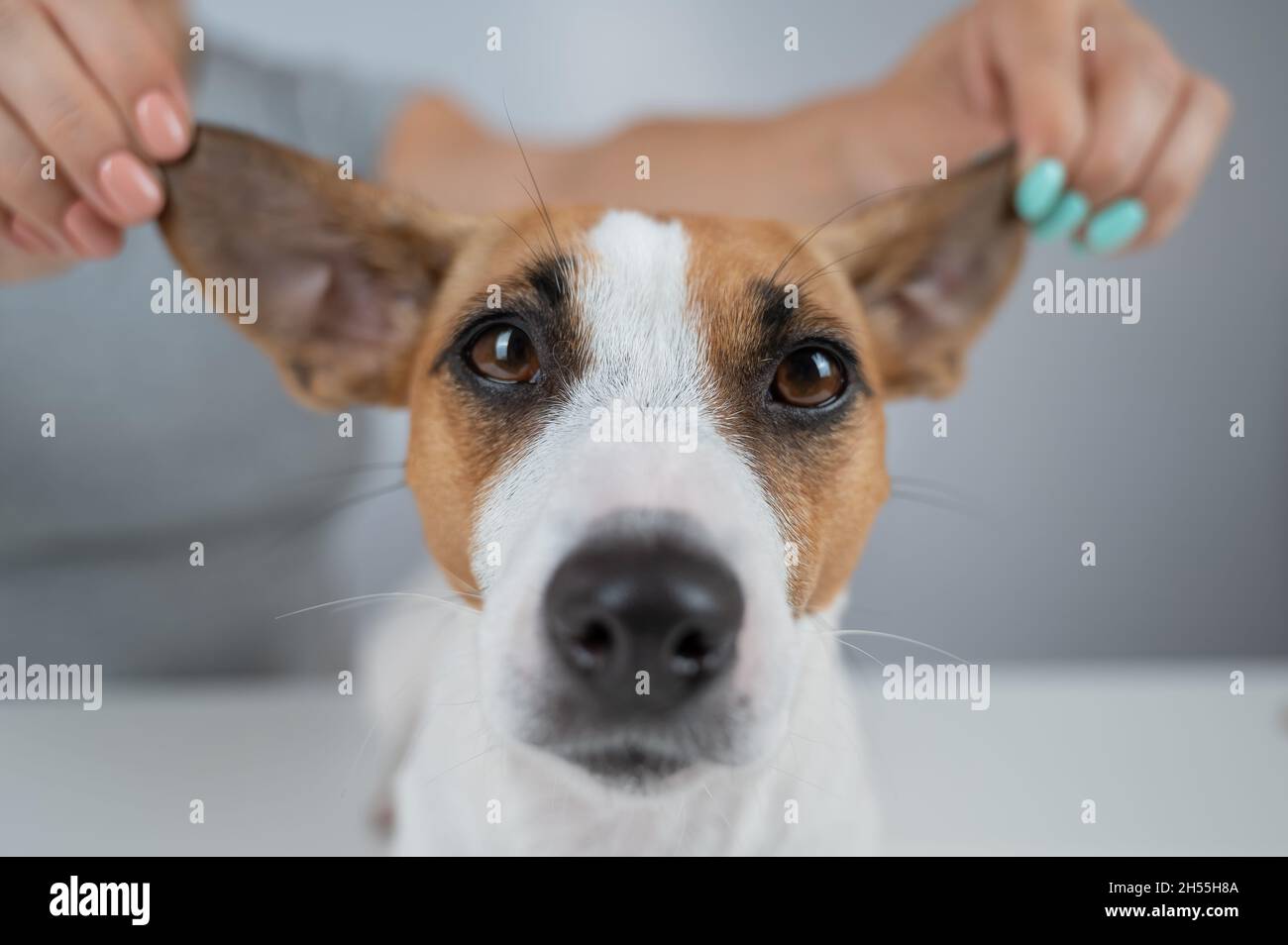 The woman holds the ears of the dog Jack Russell Terrier and pulls it in different directions