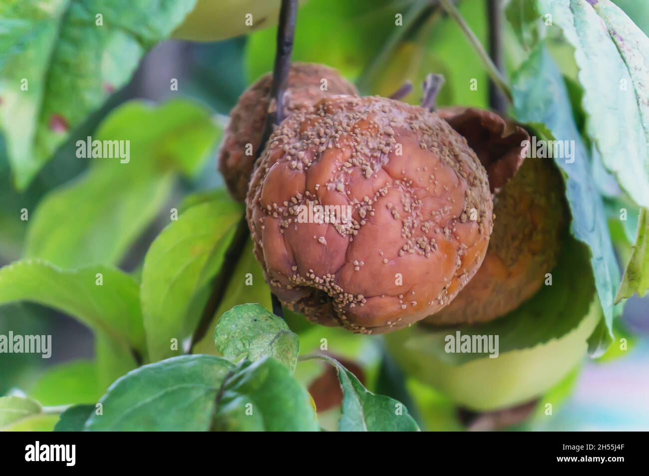 rotten apple is hanging on a tree. apple affected by scab spores