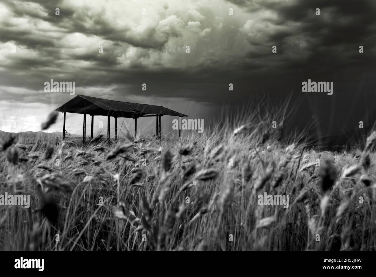 old barn in a wheat field with grey clouds covering the sky  forcasting a storm Stock Photo
