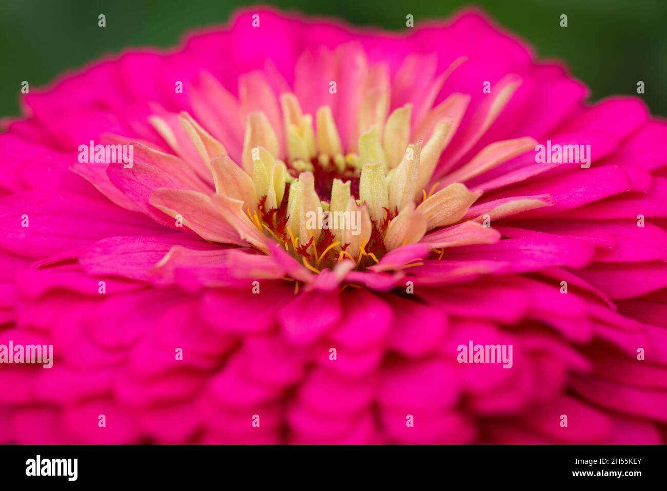 Extreme close up shot hi-res stock photography and images - Alamy