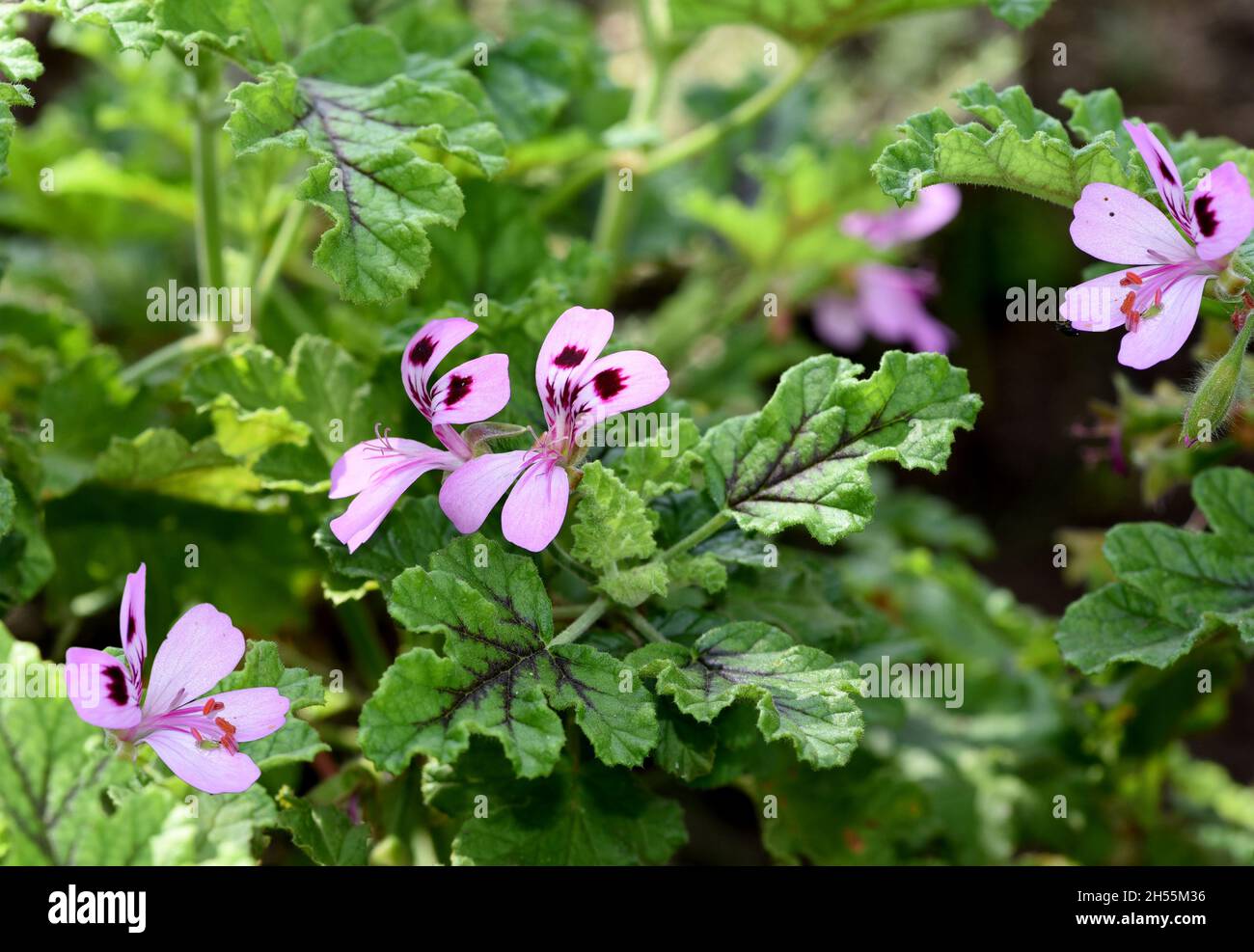 Geranien, Pelargonien sind Sommerblumen fuer Garten und Balkon. Geraniums and pelargoniums are summer flowers for the garden and balcony. Stock Photo