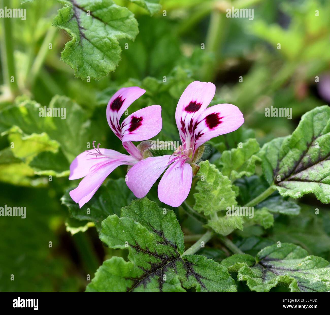 Geranien, Pelargonien sind Sommerblumen fuer Garten und Balkon. Geraniums and pelargoniums are summer flowers for the garden and balcony. Stock Photo