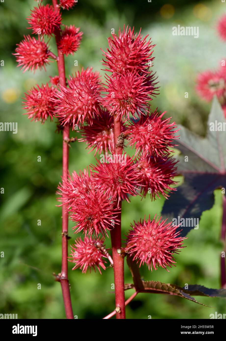 Rizinus, Ricinus Communis ist eine Gift und Heilpflanze mit roten
