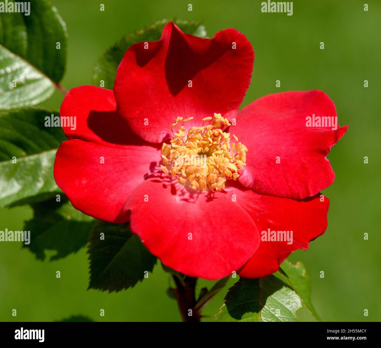 Roter Korsar ist eine Strauchrose mit roten Blueten. Roter Korsar is a  shrub rose with red flowers Stock Photo - Alamy