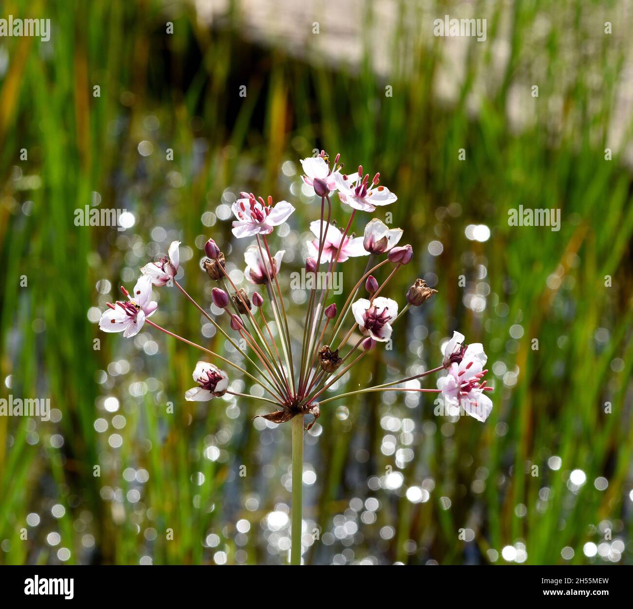 Schwanenblume, Butomus umbellatus ist eine froschloeffelartige Wasserpflanze mit rosa Blueten. Swan flower, Butomus umbellatus, is a frog-shaped aquat Stock Photo