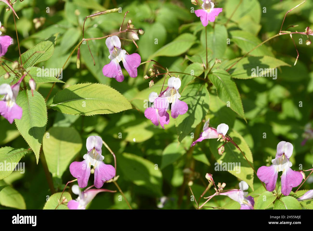 Druesiges Springkraut, Impatiens glandulifera ist eine Heilpflanze die auch in der Medizin eingesetzt wird. Druesiges balsam, gland, Impatiens glandul Stock Photo