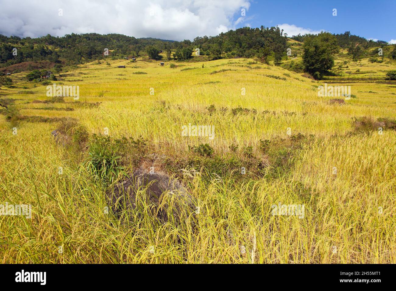 golden terraced rice or paddy field in Nepal Himalayas mountains beautiful himalayan landscape Stock Photo