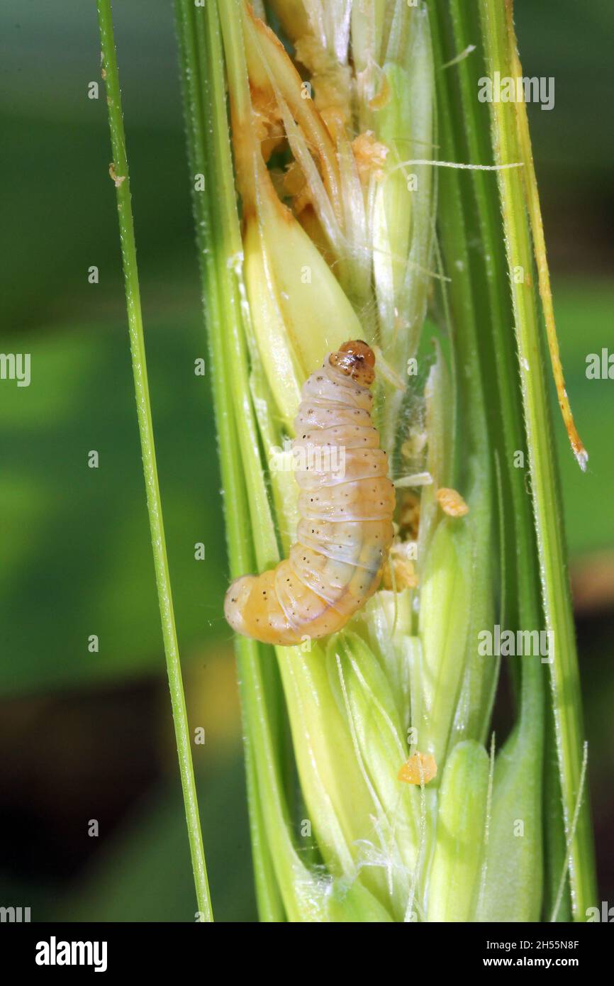 Caterpillar of Cnephasia pasiuana pumicana, the meadow shade on damaged ...