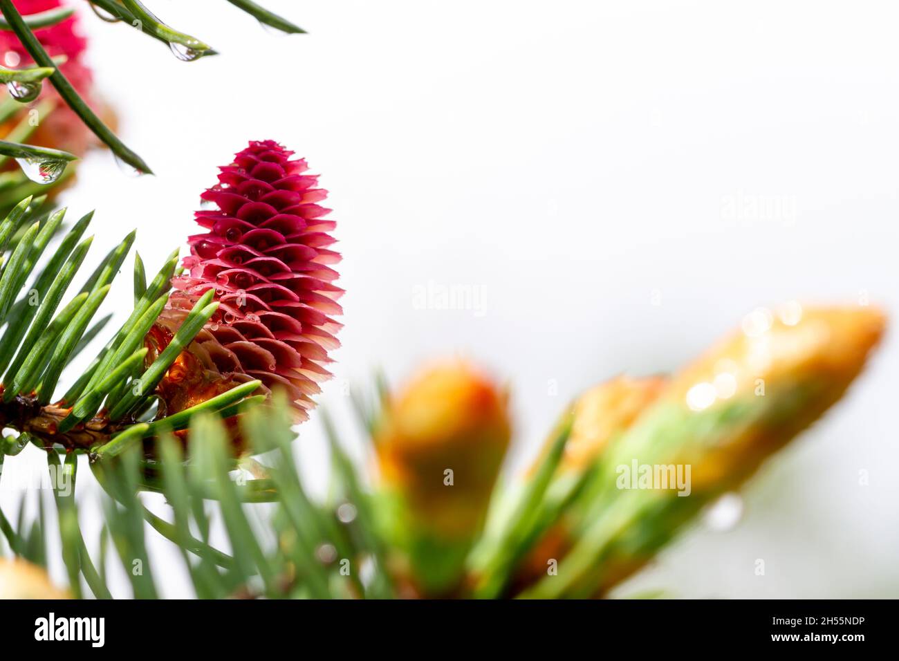 New red cones of fir tree with raindrops Stock Photo Alamy